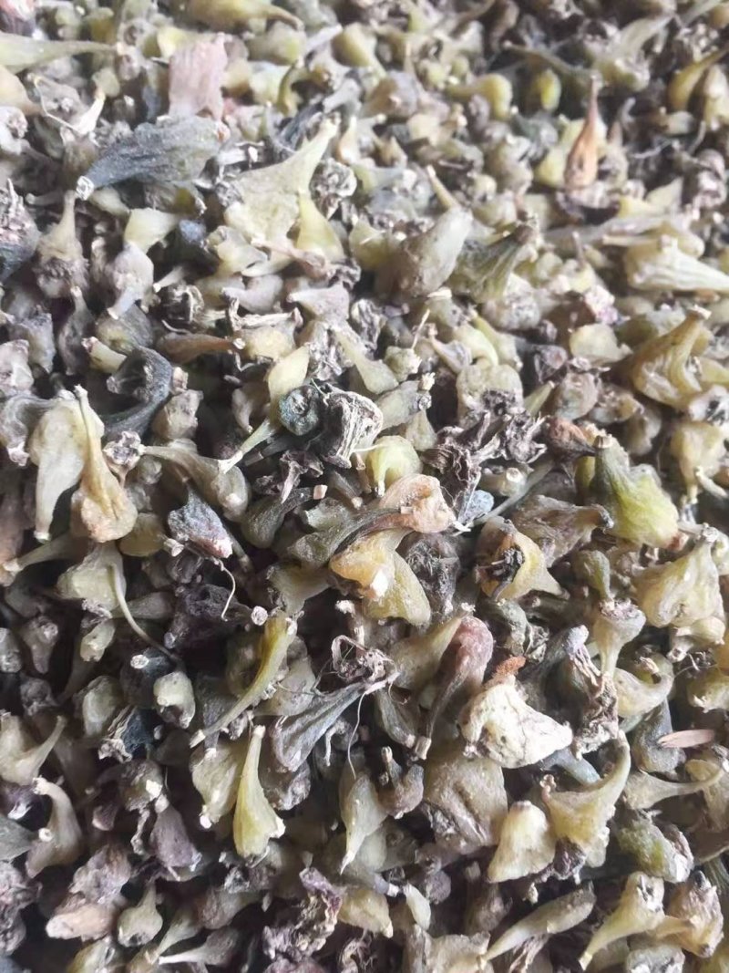 野生冰球子，毛慈菇，可以预定供货