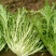 【精选】苦菊种子花叶苦菊碎叶苦菊种子