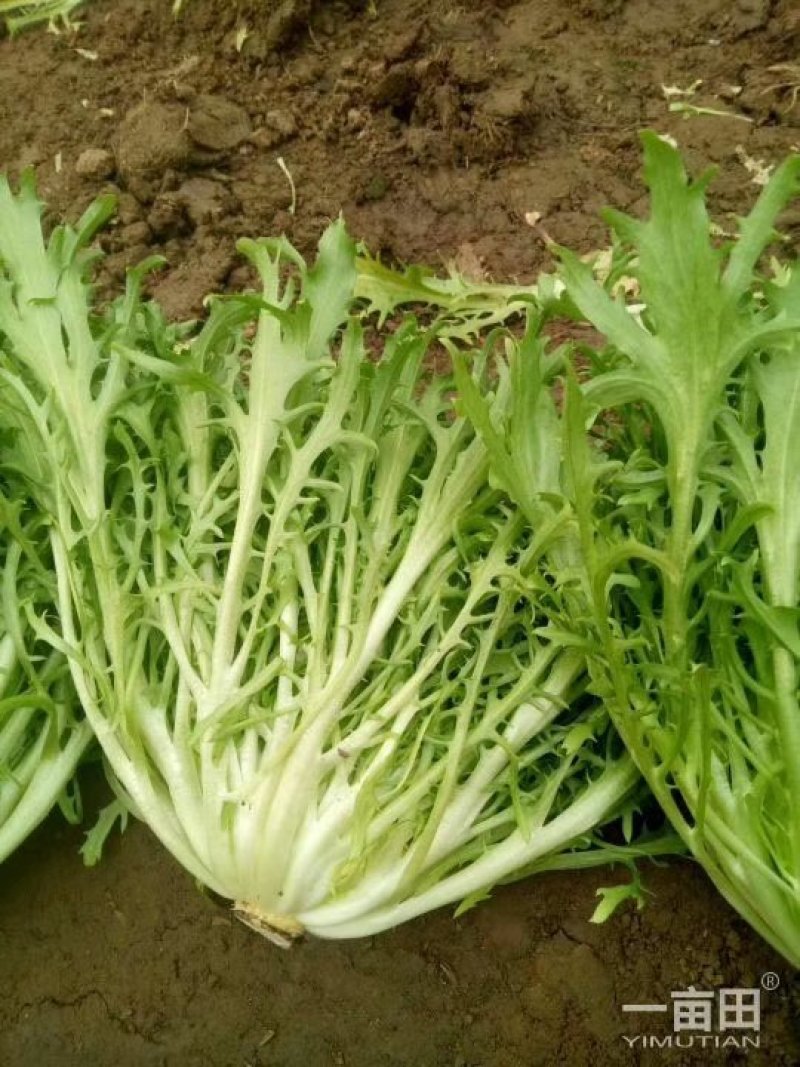 【精选】苦菊种子花叶苦菊碎叶苦菊种子