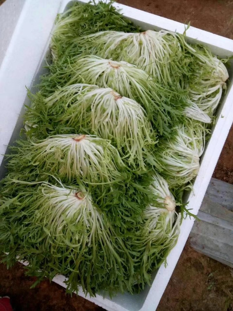 【精选】苦菊种子花叶苦菊碎叶苦菊种子