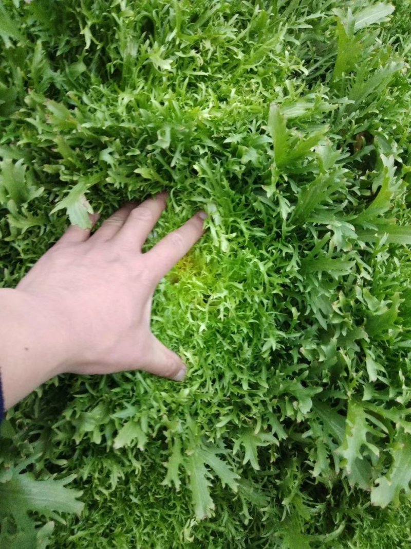 【精选】苦菊种子花叶苦菊碎叶苦菊种子