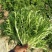 【精选】苦菊种子花叶苦菊碎叶苦菊种子