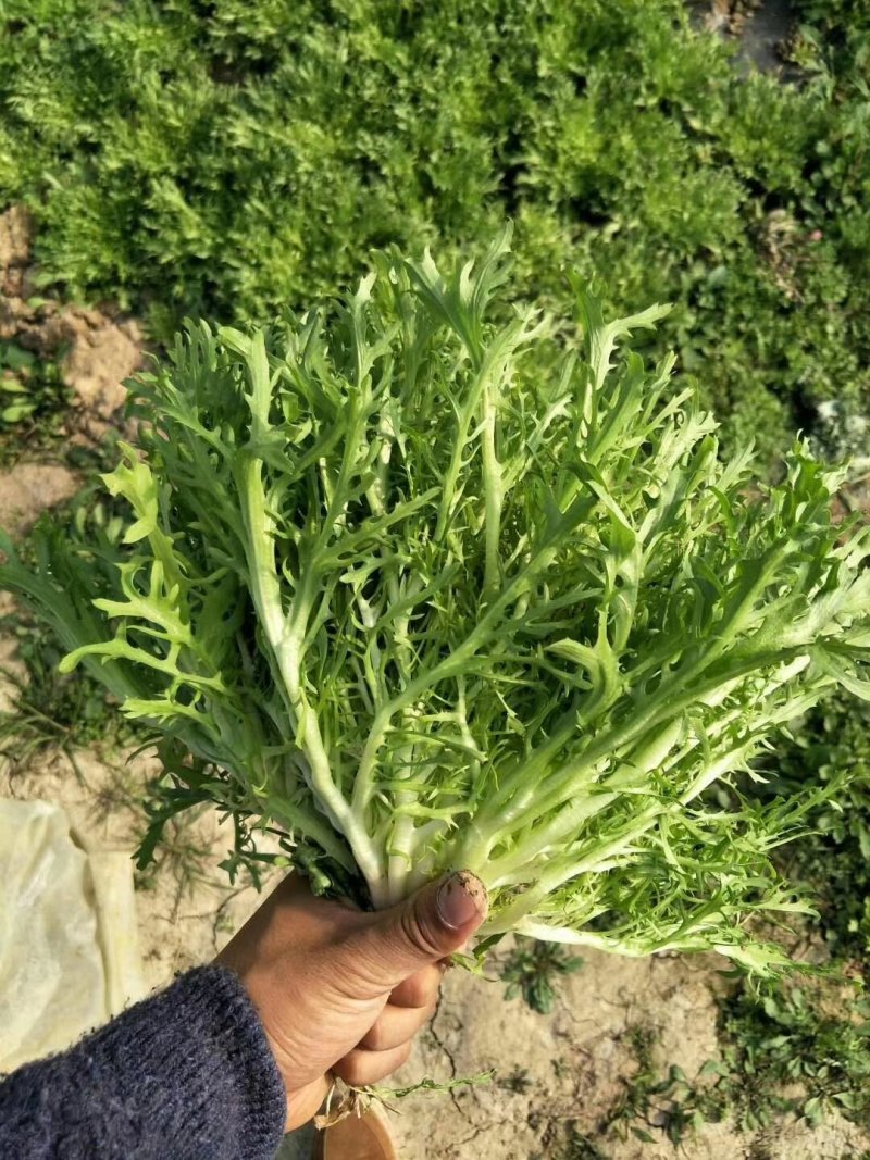 【精选】苦菊种子花叶苦菊碎叶苦菊种子