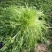 【精选】苦菊种子花叶苦菊碎叶苦菊种子