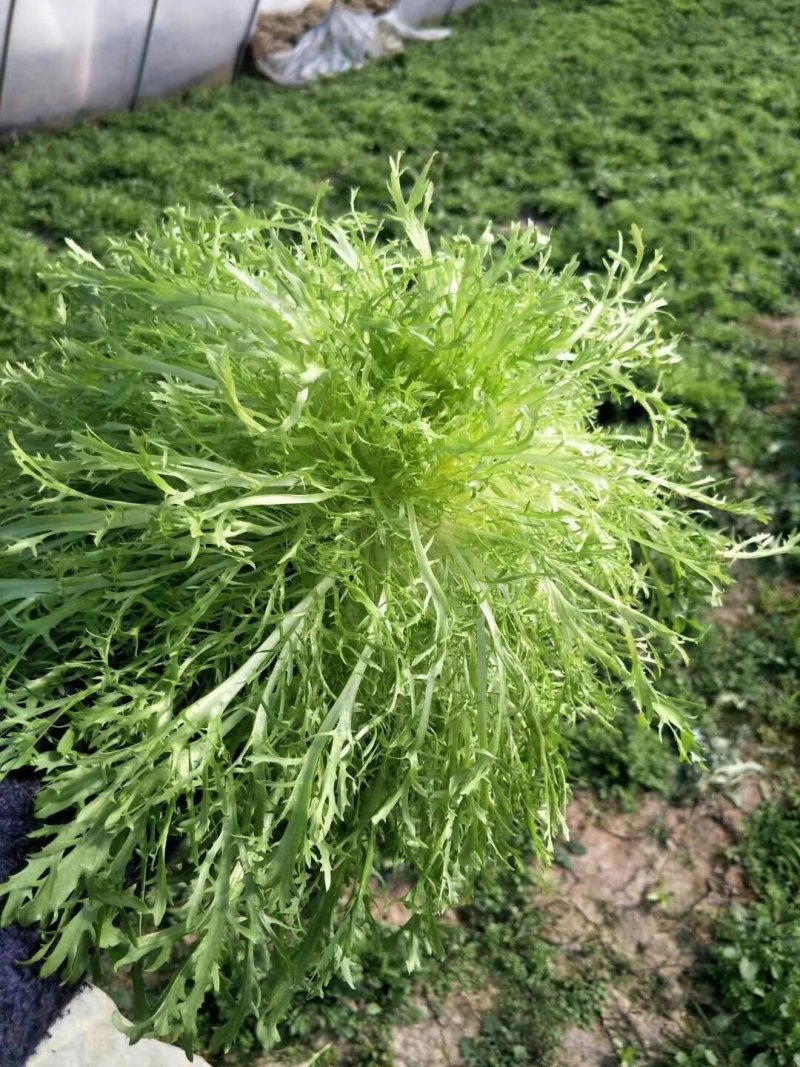 【精选】苦菊种子花叶苦菊碎叶苦菊种子