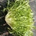 【精选】苦菊种子花叶苦菊碎叶苦菊种子