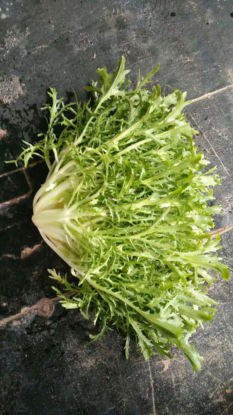 【精选】苦菊种子花叶苦菊碎叶苦菊种子