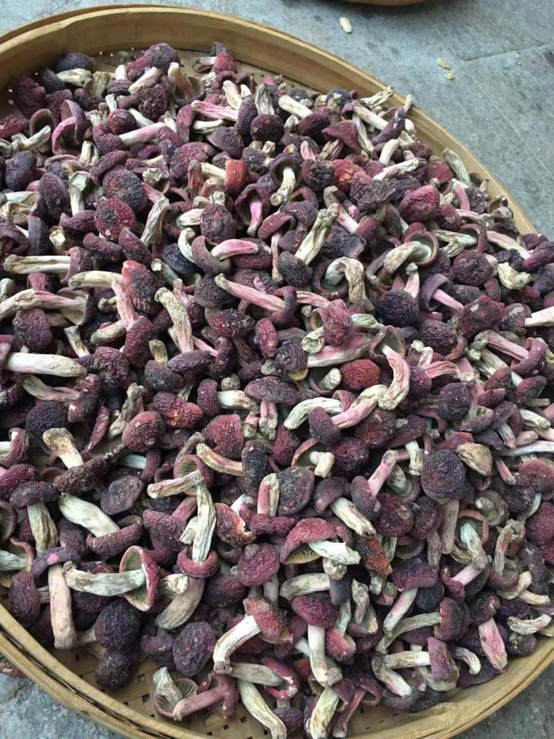 野生红菇，正红菇，小标菇