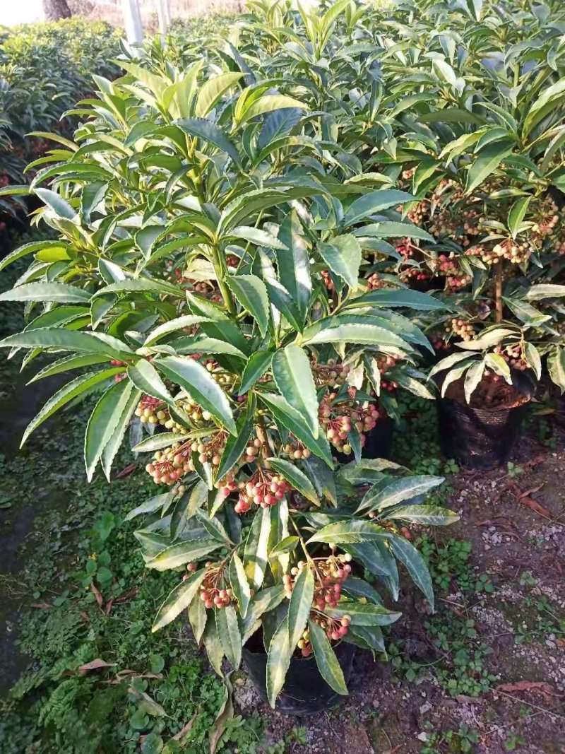 批发富贵子盆栽植物富贵籽盆景量大优惠室内盆栽富贵子