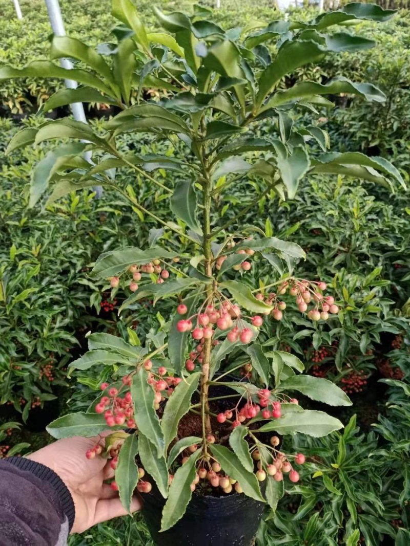 批发富贵子盆栽植物富贵籽盆景量大优惠室内盆栽富贵子