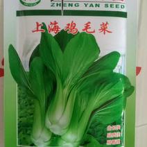 【优质】上海鸡毛菜种子青梗菜种子外观美商品性好
