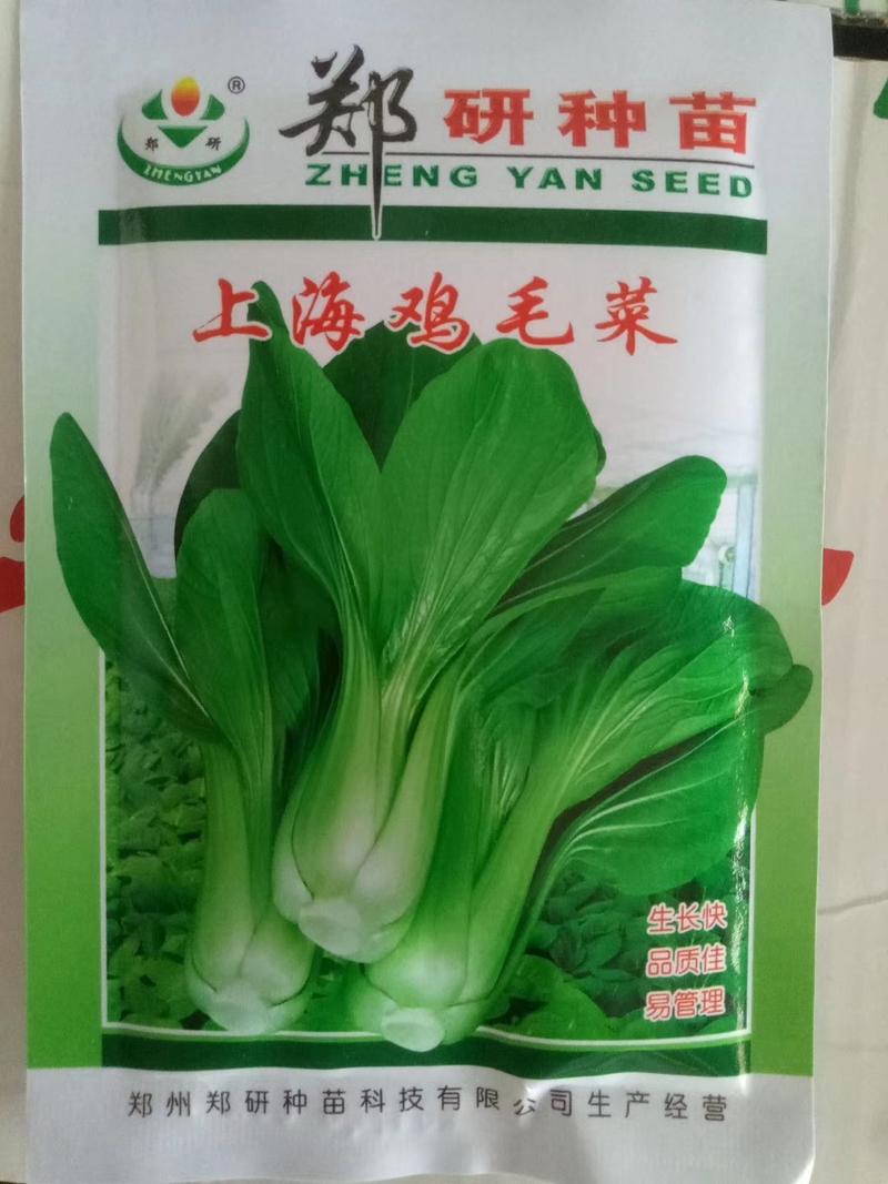 【优质】上海鸡毛菜种子青梗菜种子外观美商品性好