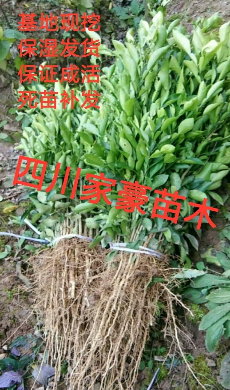 香橙苗50cm以下嫁接苗基地现挖保湿发货包成活包结果