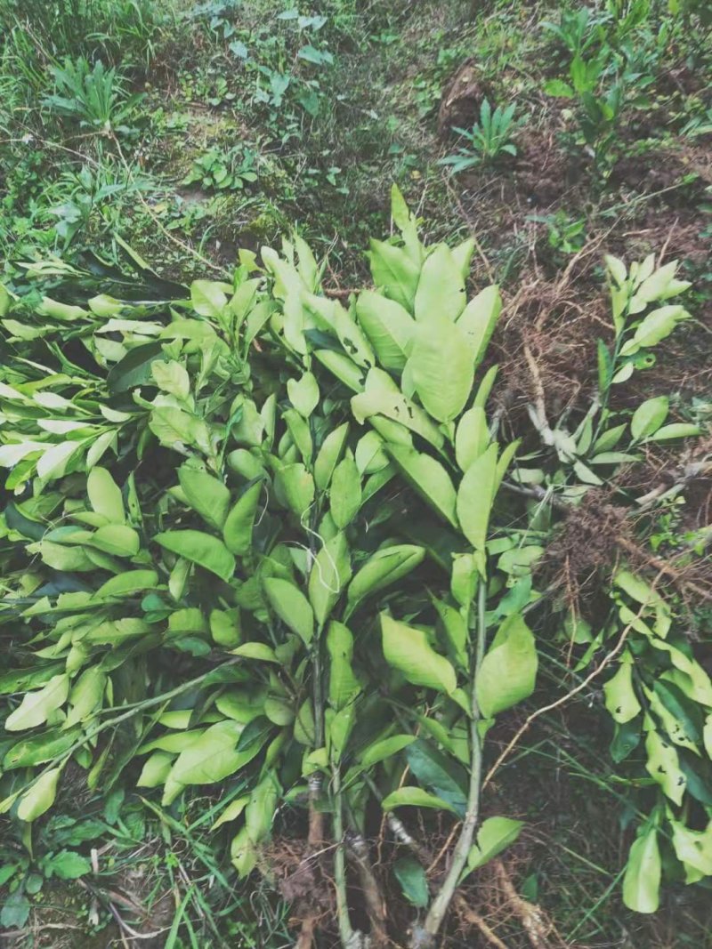 香橙苗50cm以下嫁接苗基地现挖保湿发货包成活包结果