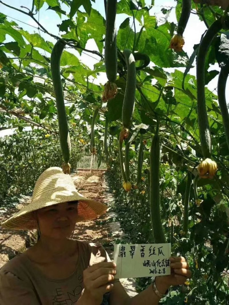 杂交种荷兰翡翠香丝瓜瓜条顺直清香味浓肉质紧实产量高耐储运