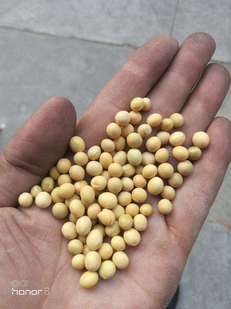 黄豆东北大豆！豆浆豆腐豆！各种档次可供参考线上价格