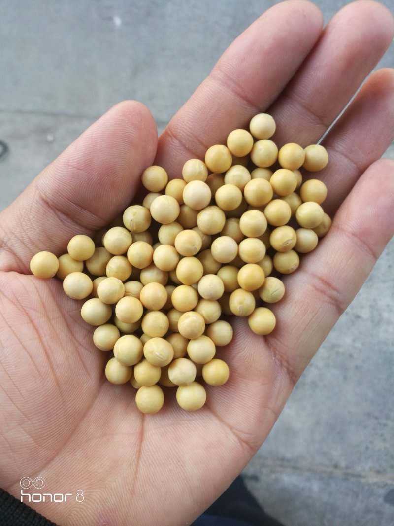 黄豆东北大豆！豆浆豆腐豆！各种档次可供参考线上价格
