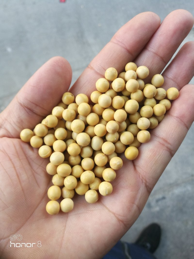 黄豆东北大豆！豆浆豆腐豆！各种档次可供参考线上价格