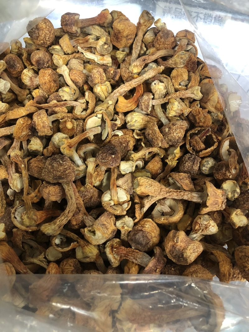 精品手选金黄色姫松茸干货