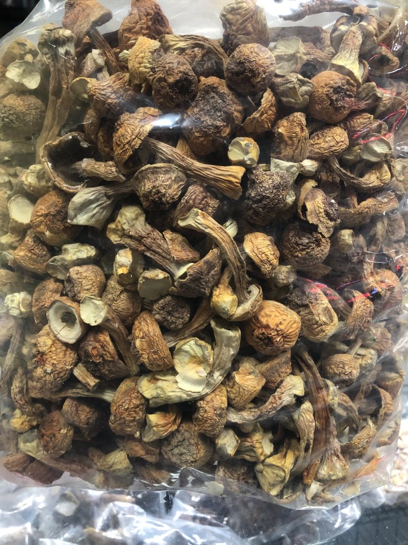 精品手选金黄色姫松茸干货