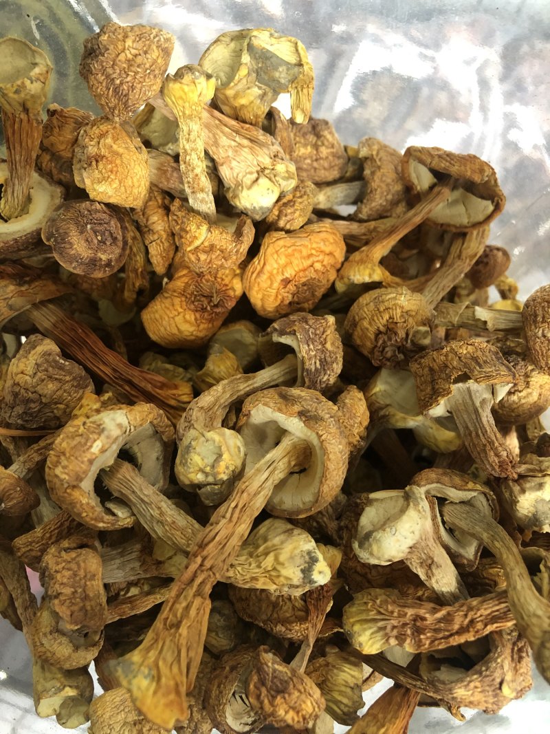 精品手选金黄色姫松茸干货