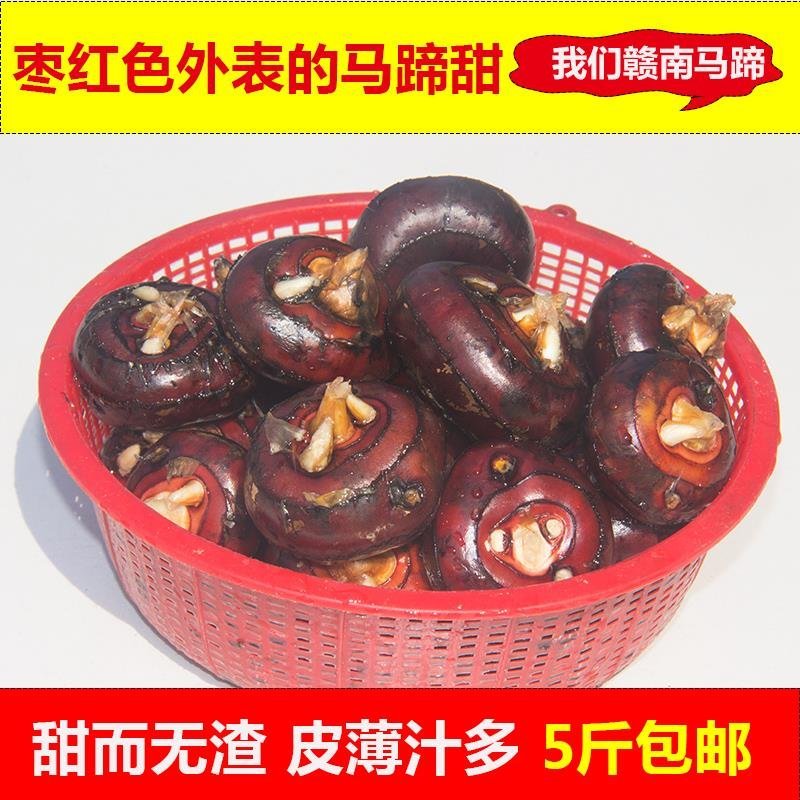 正宗新鲜很甜的荸荠马蹄清火一件代发水果