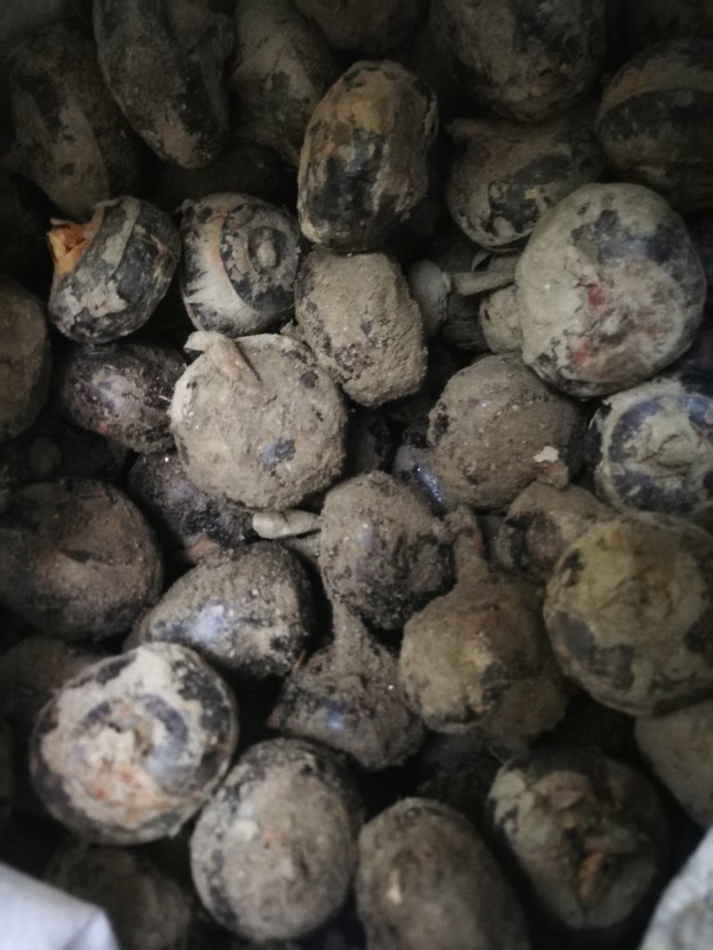 正宗新鲜很甜的荸荠马蹄清火一件代发水果
