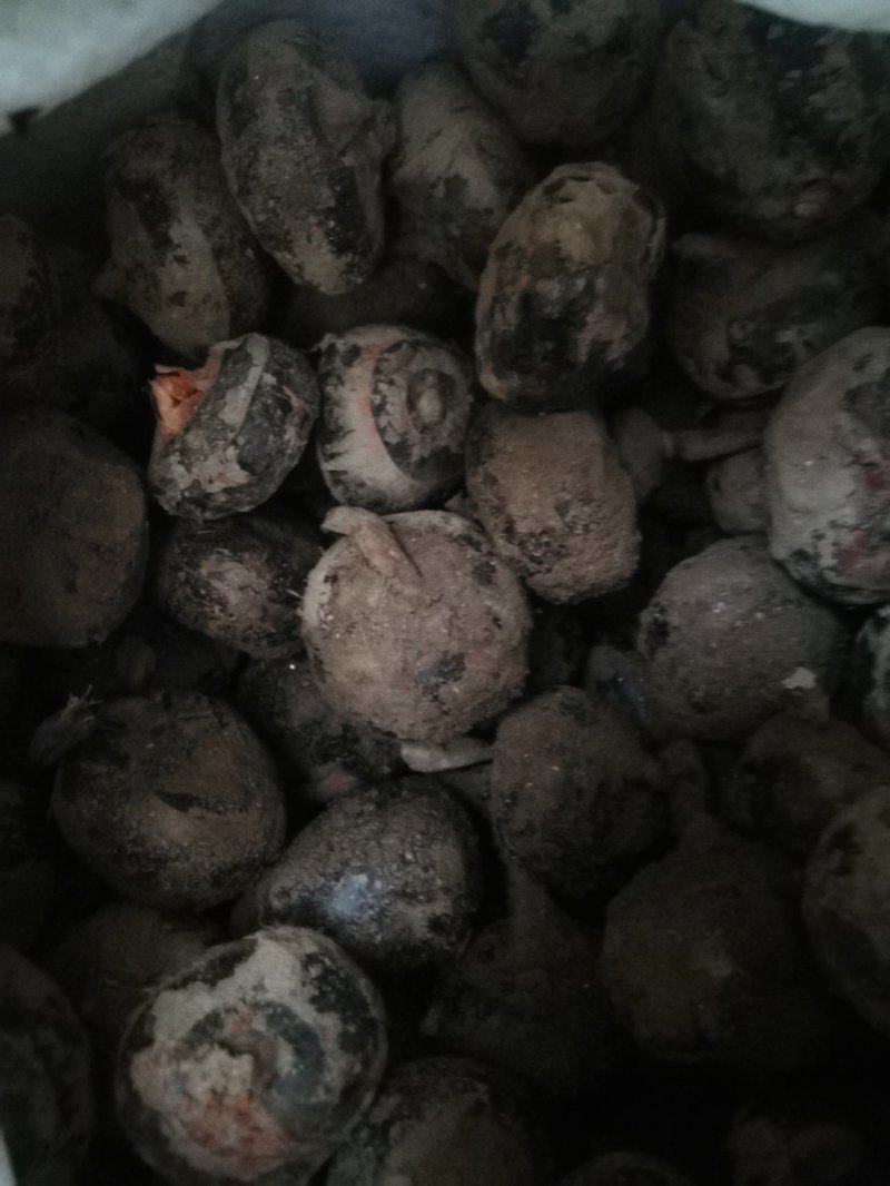 正宗新鲜很甜的荸荠马蹄清火一件代发水果