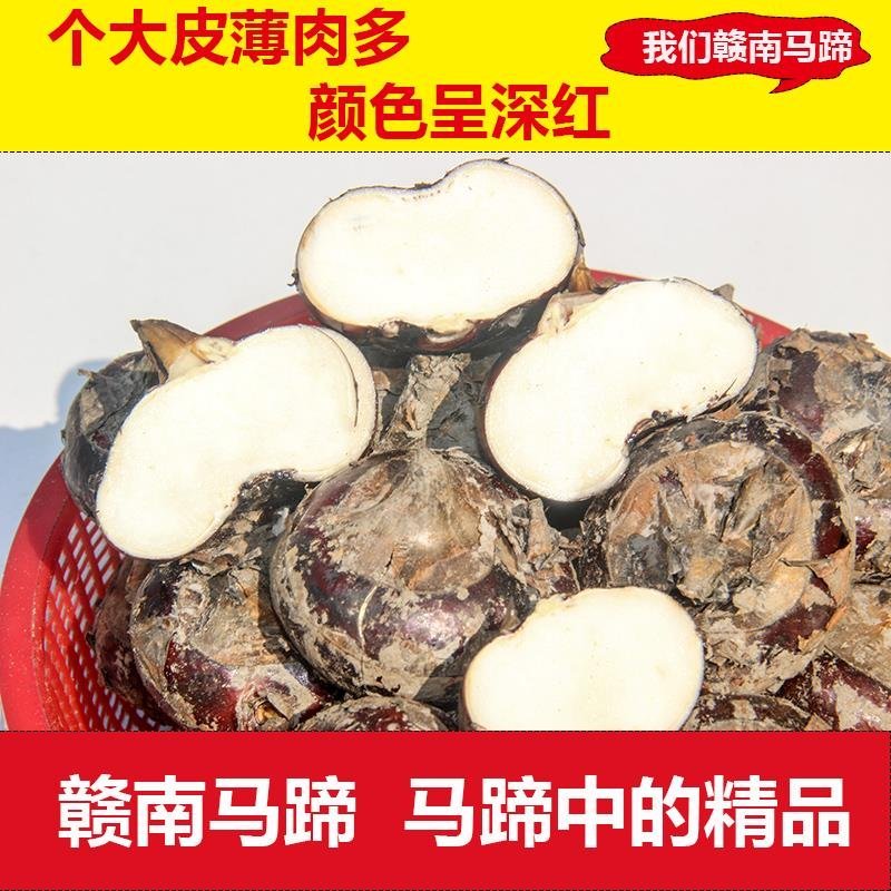 正宗新鲜很甜的荸荠马蹄清火一件代发水果