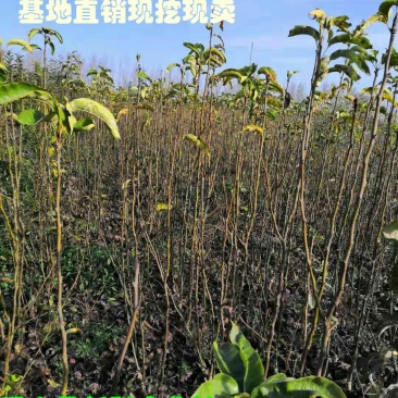 苏翠梨苗、保证品种、签订合同、提供技术、现挖现卖