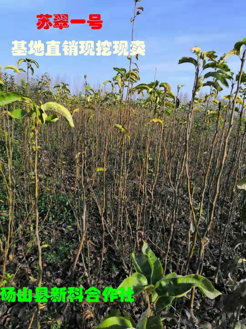 苏翠梨苗、保证品种、签订合同、提供技术、现挖现卖