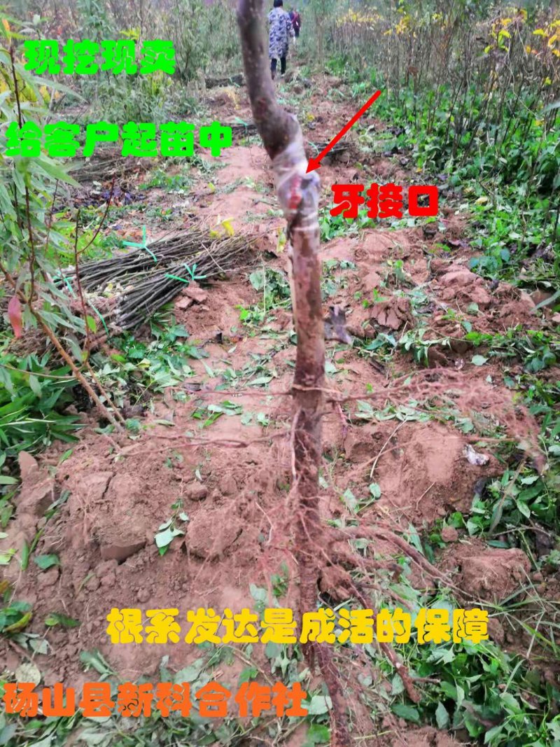 苏翠梨苗、保证品种、签订合同、提供技术、现挖现卖