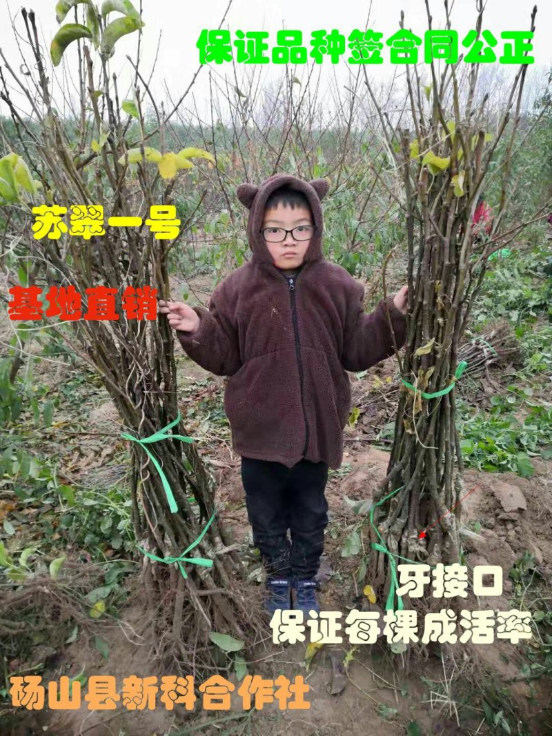 苏翠梨苗、保证品种、签订合同、提供技术、现挖现卖