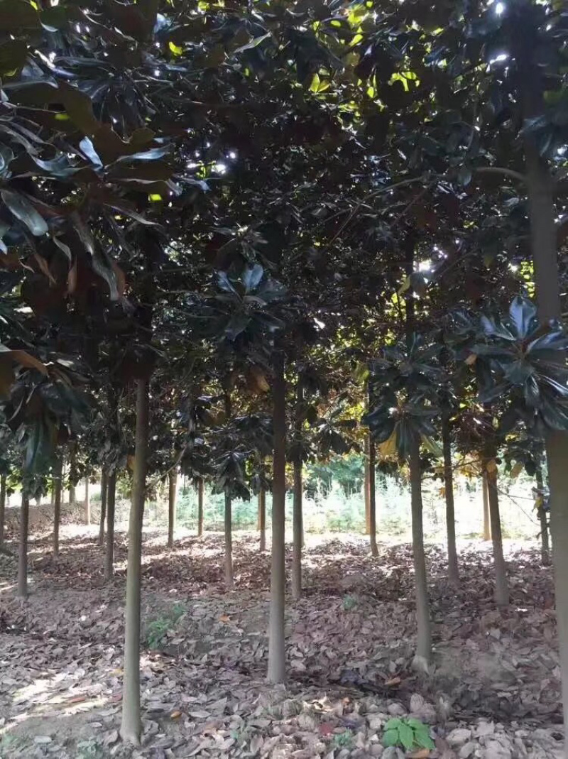 广玉兰5公分7公分8公分10公分15公分18公！提供发票