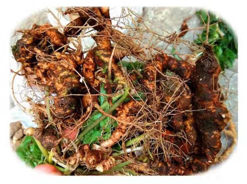 野生竹节参，野生药效才好