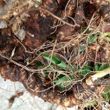 野生竹节参，野生药效才好