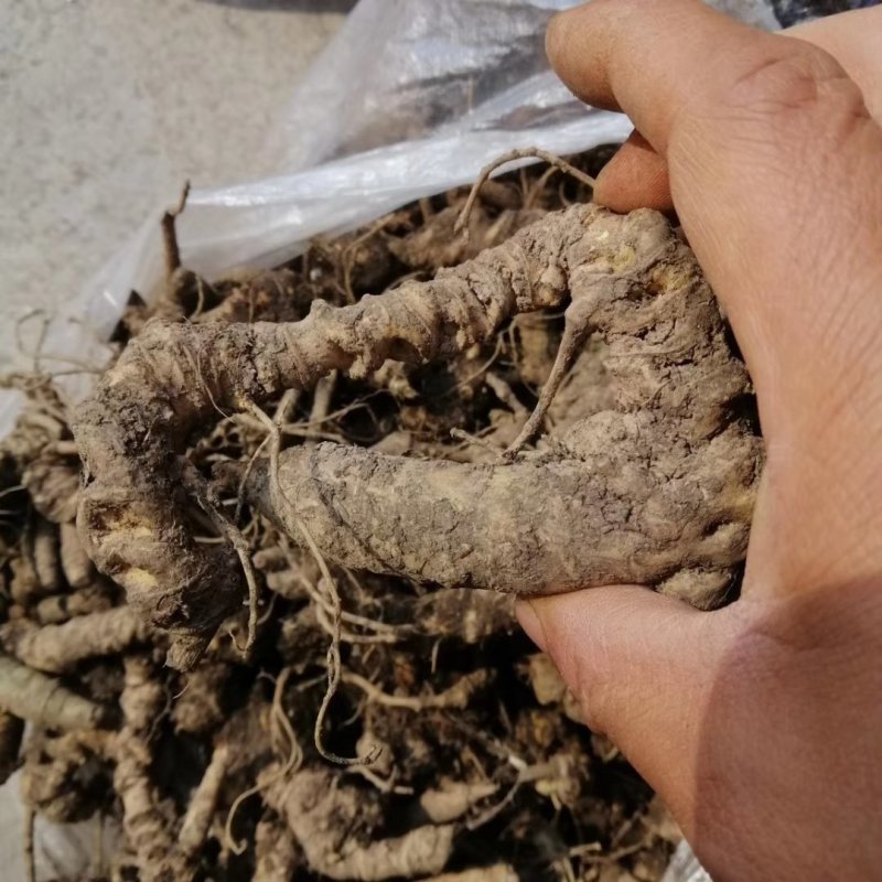 野生竹节参，野生药效才好