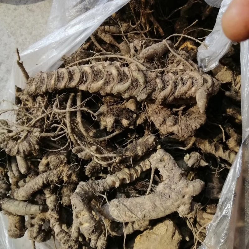 野生竹节参，野生药效才好
