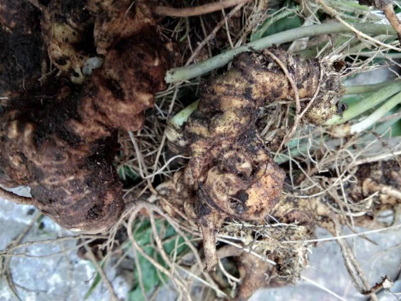 野生竹节参，野生药效才好