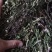 红花小龙胆草，全草，纯野生，天然晒干，认准品质