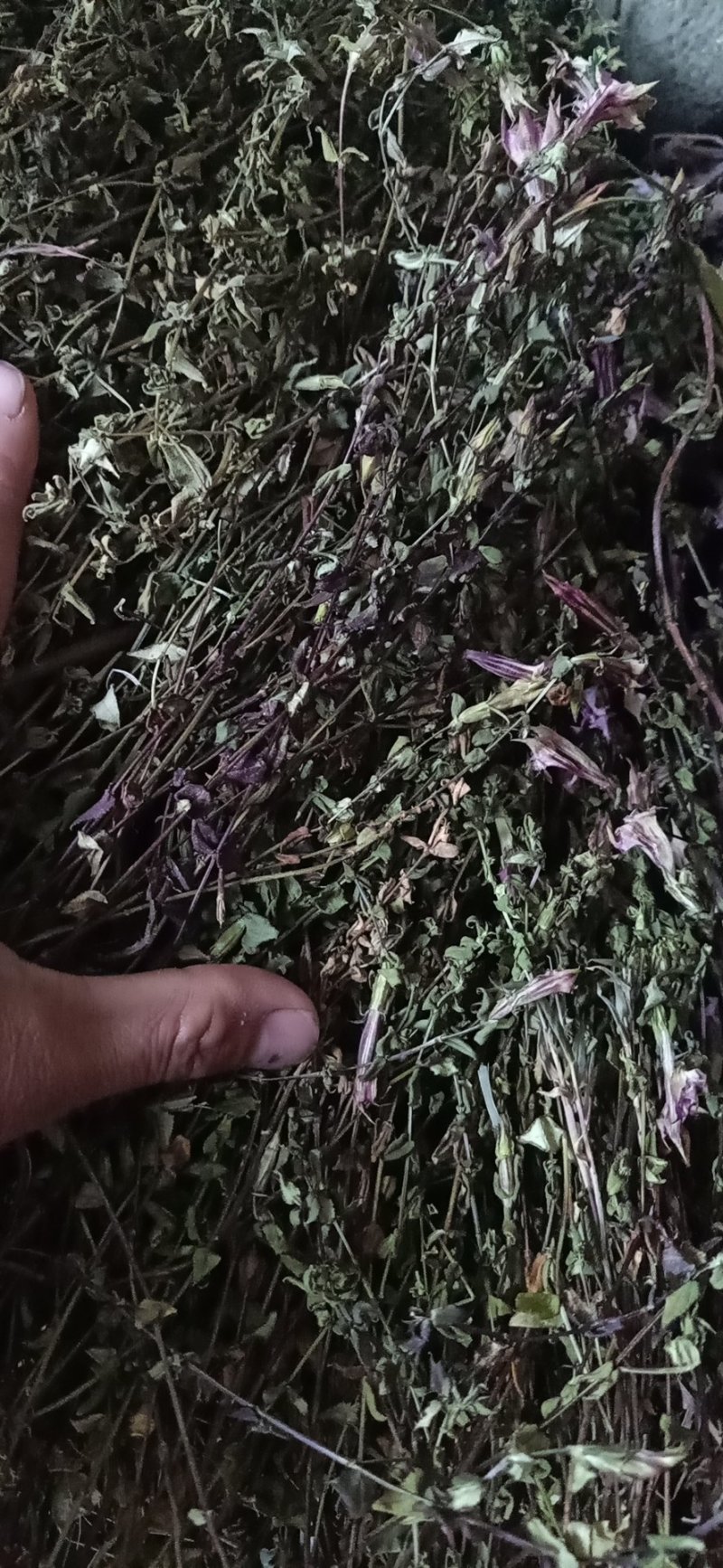 红花小龙胆草，全草，纯野生，天然晒干，认准品质