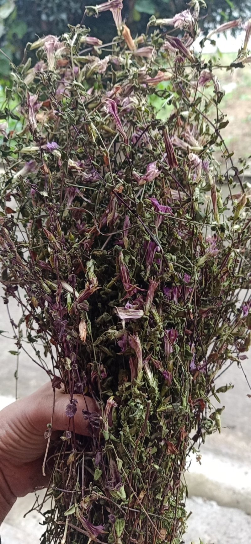 红花小龙胆草，全草，纯野生，天然晒干，认准品质