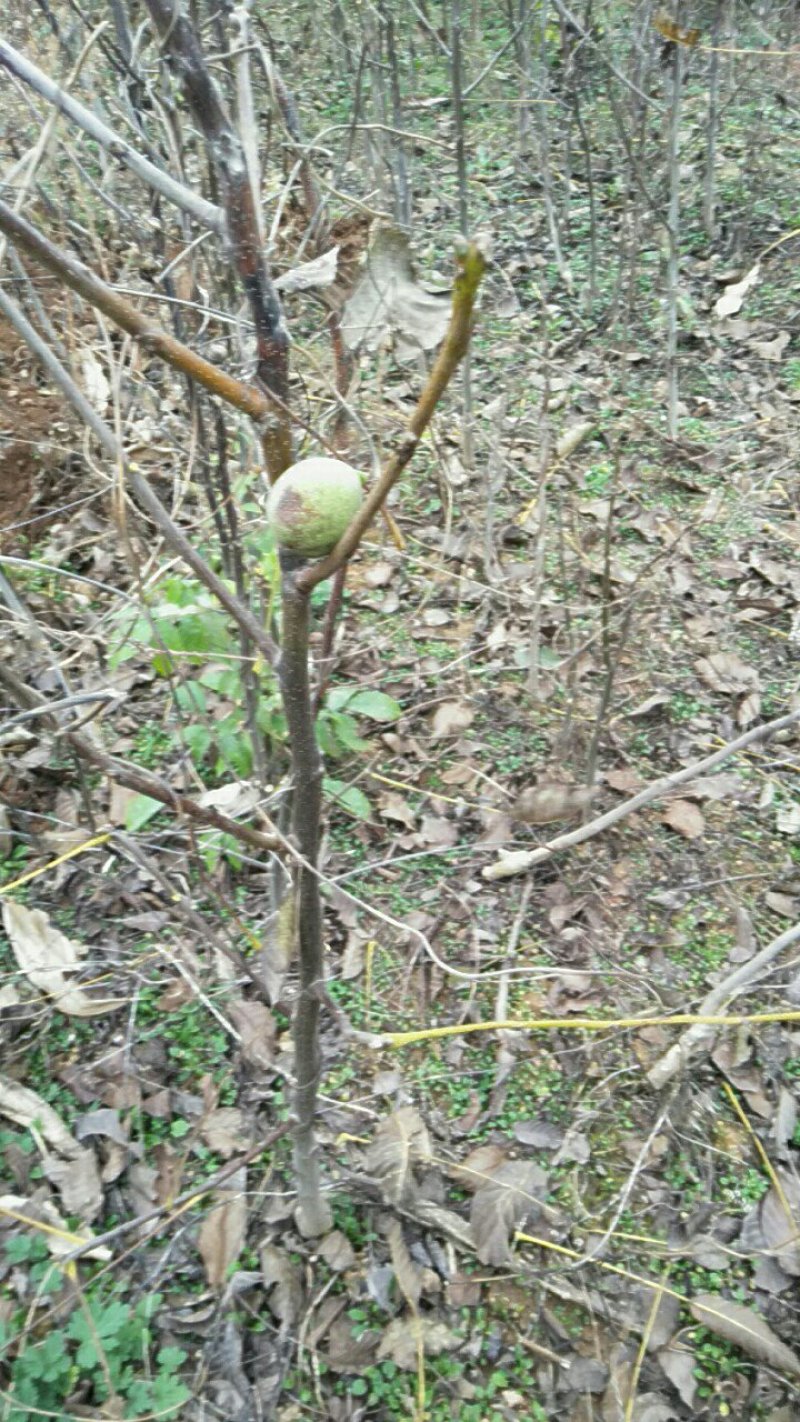 运城核桃苗，品种纯，质量好服务周到，量大优患