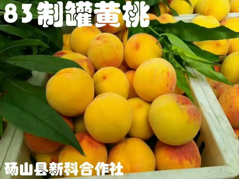 砀山黄桃苗83、19.甜食黄桃苗现挖现卖死苗补发提供技术