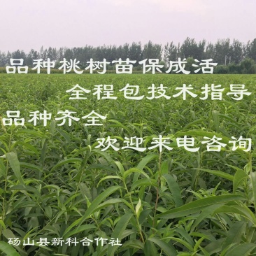 砀山黄桃苗83、19.甜食黄桃苗现挖现卖死苗补发提供技术