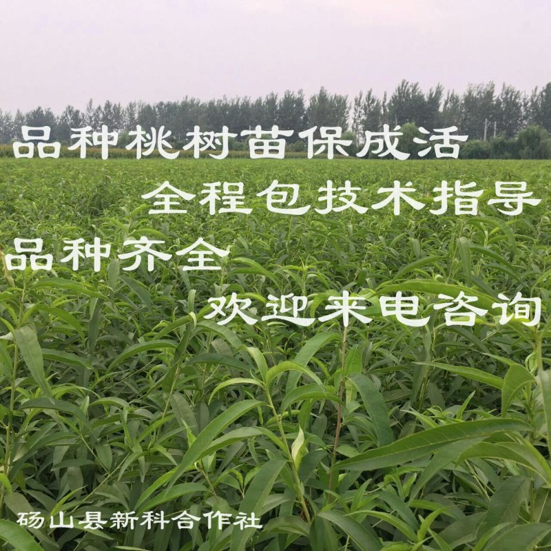 砀山黄桃苗83、19.甜食黄桃苗现挖现卖死苗补发提供技术