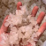 雪燕缅甸种植基地种植各种规格齐全拉丝雪燕批发