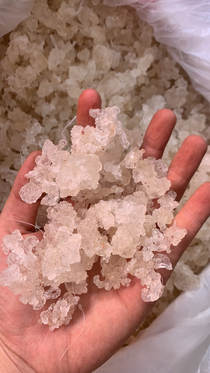 雪燕缅甸种植基地种植各种规格齐全拉丝雪燕批发
