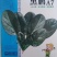 【耐热】黑鹏A7菠菜种子叶色纯黑色叶片厚实口感好