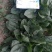【耐热】黑鹏A7菠菜种子叶色纯黑色叶片厚实口感好